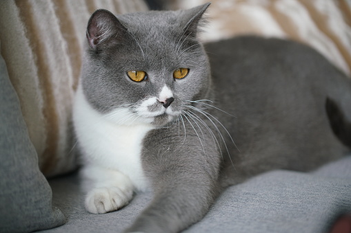 British shorthair cat indoor on sofa