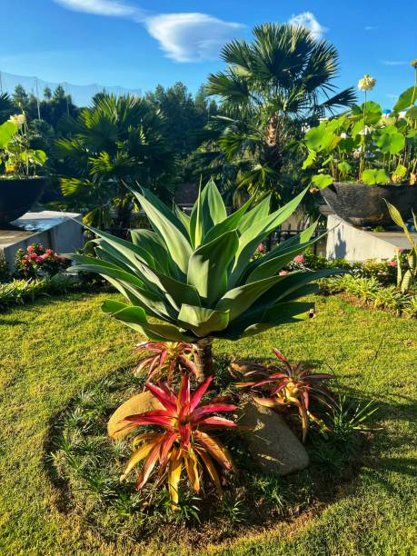 istock Plant - Agave Americana 1473186507