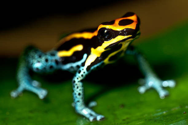 istock Poison Dart Frog Sitting on a Leaf 147318676