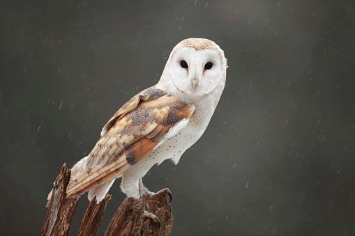 Closeup of a Barn Owl on a rainy day.