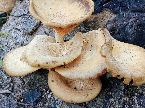 istock wood mushroom or Oyster Mushroom With Stacking System 1473187888