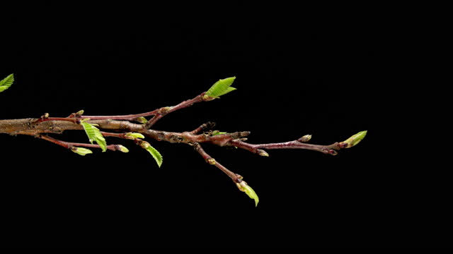 Castanea Sativa Grows Leaves from Buds in Spring. Sweet Chestnut Tree Moving Leaves in Time Lapse on a Black Background