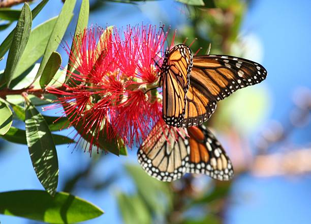 Paar Monarch Schmetterlinge auf Blume – Foto