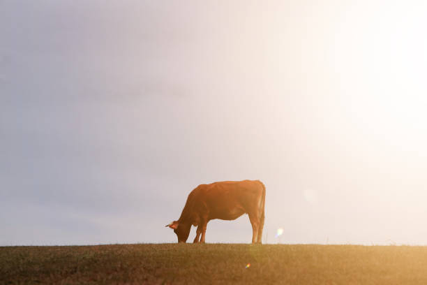 istock cow silhouette in the meadow with sunset background 1473189503