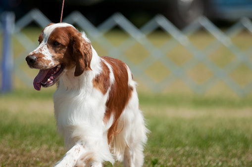 Welsh Springer Spaniel competing in a conformation event at a dog show in New York