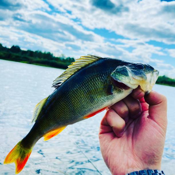 istock A beautiful fish caught on a summer morning 1473189626
