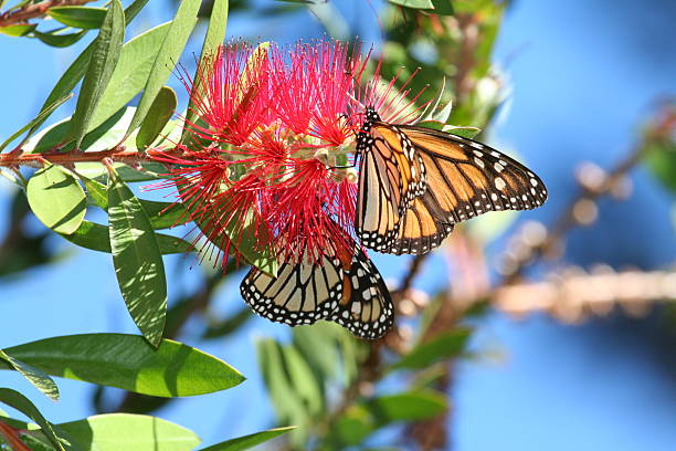 Monarch 나비 먹이를 먹이는 blue sky 스톡 사진