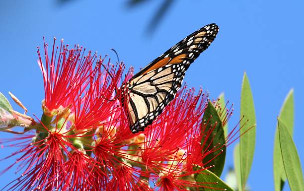 Monarch auf der wunderschönen Blume – Foto