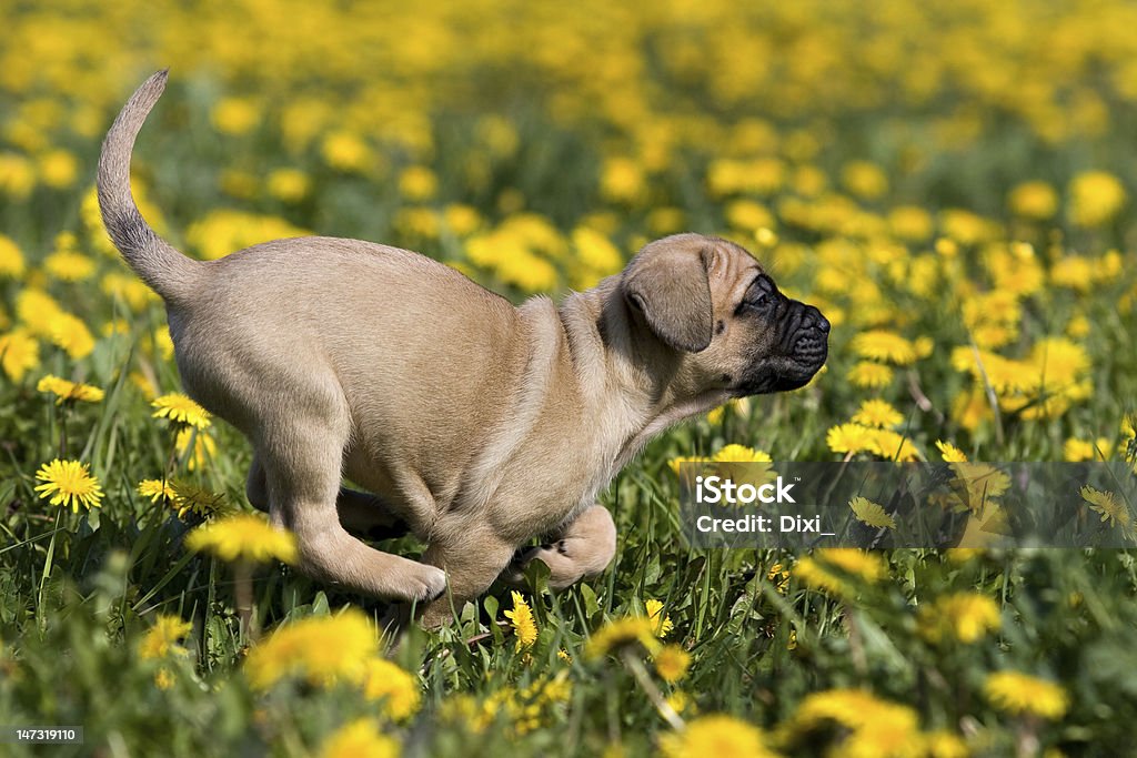 Dogo Canario chiot en zone jaune dandelions - Photo de Animaux de compagnie libre de droits