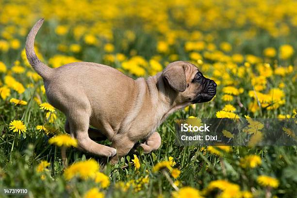 Photo libre de droit de Dogo Canario Chiot En Zone Jaune Dandelions banque d'images et plus d'images libres de droit de Animaux de compagnie - Animaux de compagnie, Animaux domestiques, Beauté de la nature