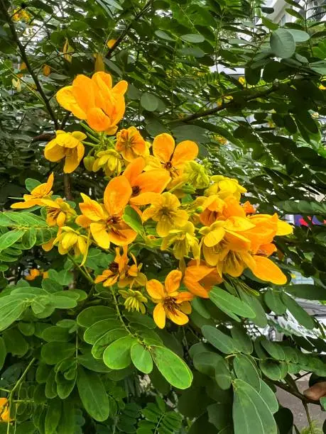Senna pendula is a tough large shrub with massed sprays of yellow pea flowers at various times of the year