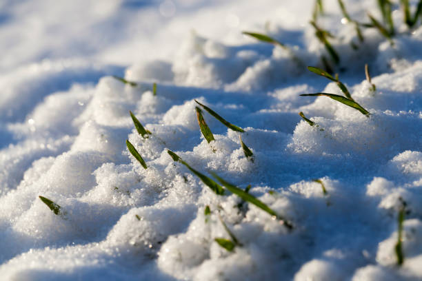Grass covered with snow and ice in winter, frosts in nature with grass in the snow