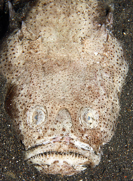 Reticulated stargazer Reticulated stargazer looking up from the rubble and sand stargazer fish stock pictures, royalty-free photos & images