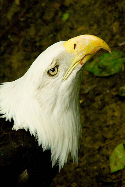 Bald Eagle Head stock photo