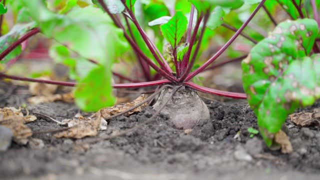 Red beet grows in the ground close-up, smooth camera glide