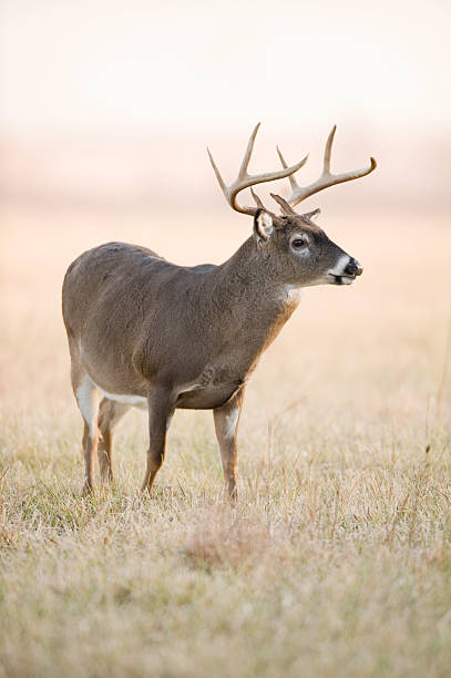 istock whitetail buck in fog 147319228