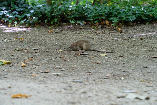 In a green area in the center of the city in Valladolid-Spain, among the vegetation, a large rat with a huge tail, looking for food from passers-by. It has emerged from the green vegetation that serves as a shelter.