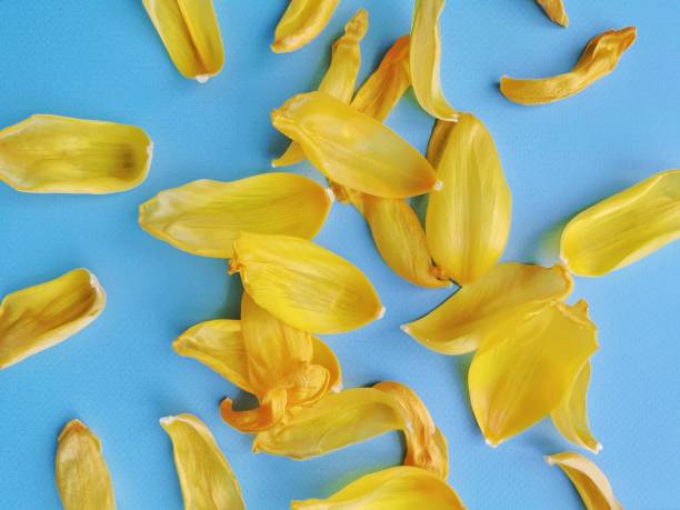 istock Yellow tulip petals are scattered on blue background, top view 1473192905