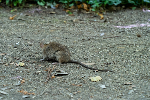 In a green area in the center of the city in Valladolid-Spain, among the vegetation, a large rat with a huge tail, looking for food from passers-by. It has emerged from the green vegetation that serves as a shelter.