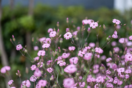 Small pink wild flowers in the garden