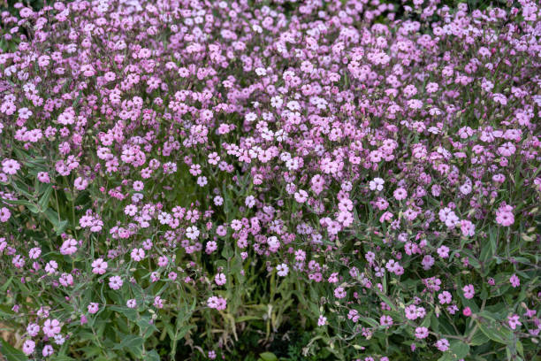 istock Background of small pink wildflowers 1473193308