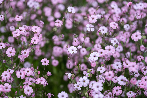 Background of small pink wildflowers