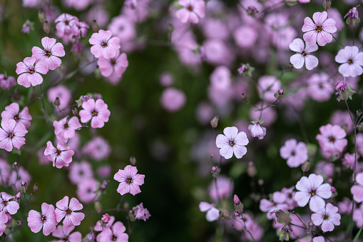 Pink flowering dogwood, flowers blooming in spring