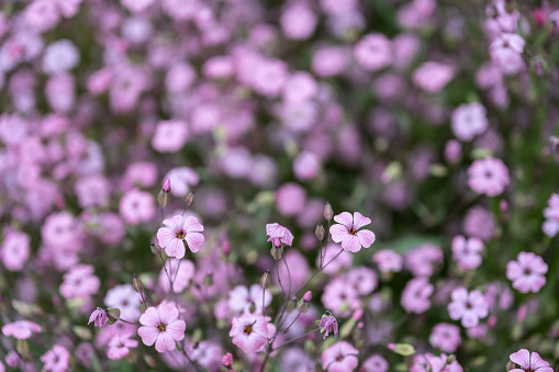 Background of small pink wildflowers