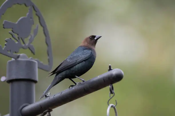 A cowbird, Molothrus ater, watches the trees in The Woodlands, Texas.