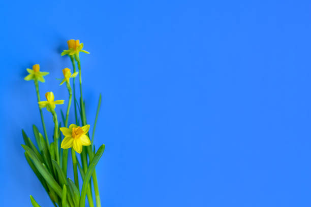 Yellow daffodils on a blue background. The concept of spring or love. Postcard, texture for design, banner. Copy space.