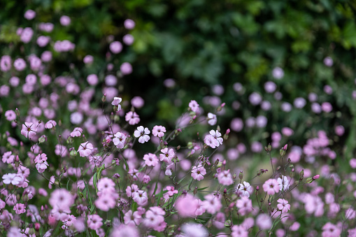 Violet-pink flowers of oregano (Origanum vulgare) in July close-up