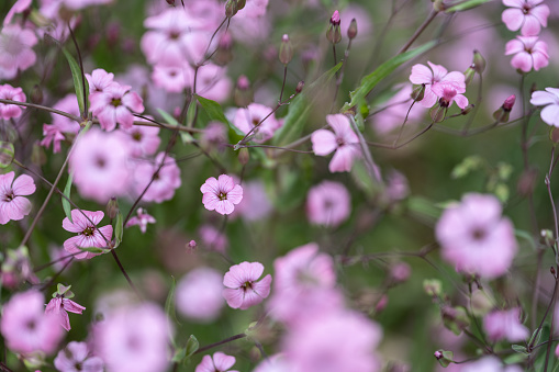 The background of blooming pink wildflowers