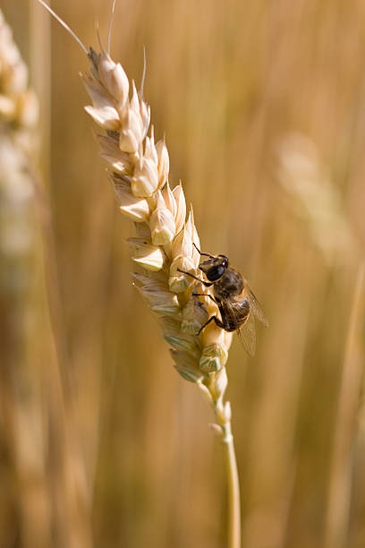 Fly on wheatear stock photo