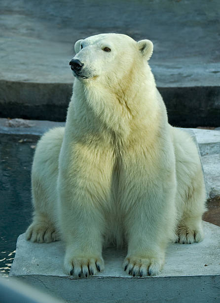 istock Polar bear in a zoo 147319550