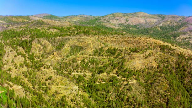 istock View of trees covered landscape 1473195855