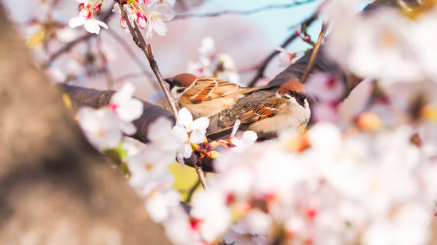istock two sparrow birds surrounded by cherry blossoms 1473196442