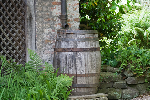 An old wooden water butt standing in the garden next to trellising.