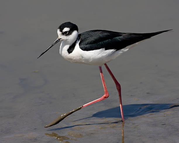 Black-necked Stilt stock photo