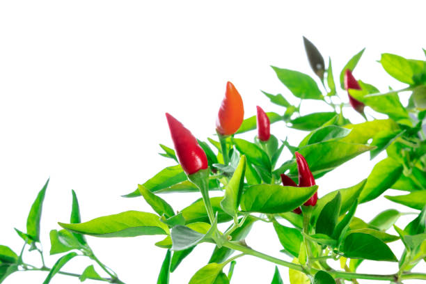 istock Red hot pepper plant with green leaves on a white background 1473199908