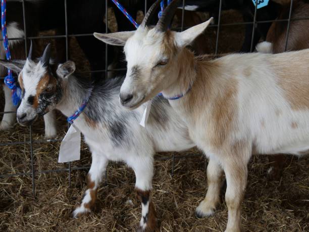 istock Two goats standing in hay beside a wire pen 1473199940