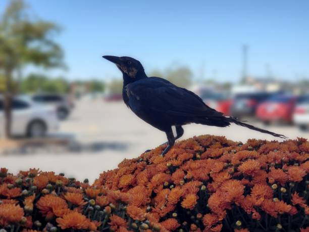 Back bird perched on a bunch of cut chrysanthemums