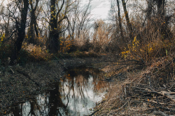 istock Reflection in small canal passing through the tufted and curly branches. 1473200986