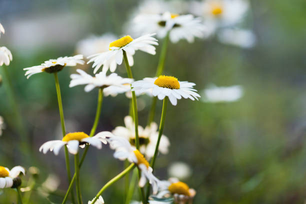 istock Chamomiles flowers on a sunny day, natural summer background 1473202323