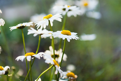 Chamomiles flowers on a sunny day, natural summer background photo with selective soft focus