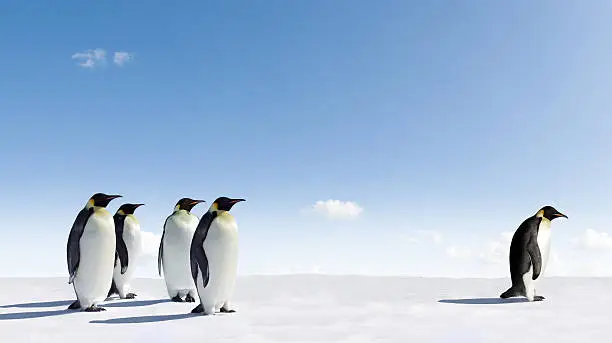 Photo of Emperor Penguins