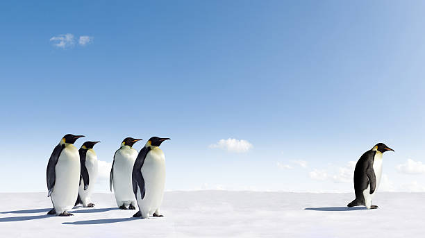 Imperador pinguins - foto de acervo