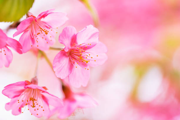 Cherry blossoms in full bloom with beautiful pink color
