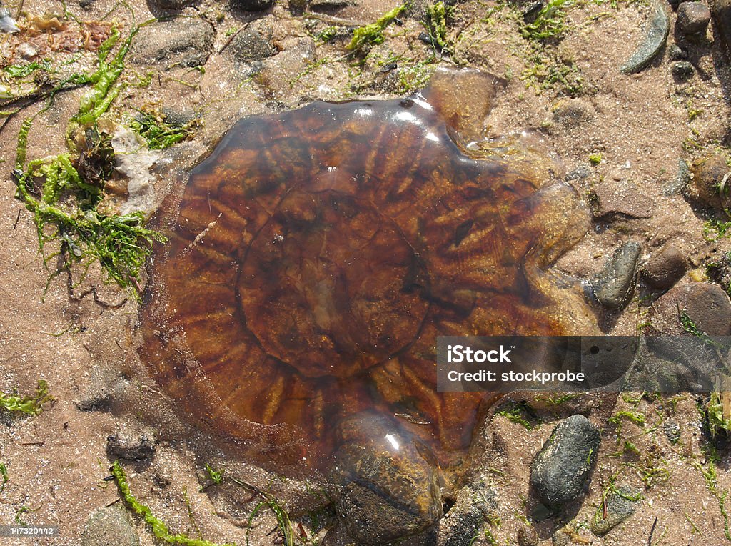 medusa - Foto stock royalty-free di Composizione orizzontale