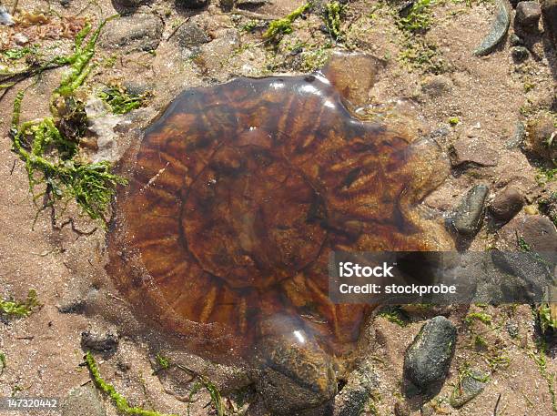 Medusa - Fotografie stock e altre immagini di Composizione orizzontale - Composizione orizzontale, Fotografia - Immagine, Medusa - Cnidario