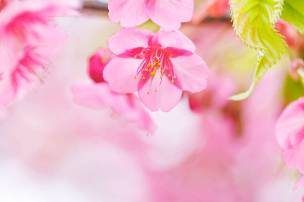Cherry blossoms in full bloom with beautiful pink color